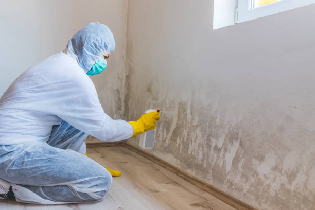 Licensed Commercial Mold Remediation service in Irvona, PA - WQB Mold Removal