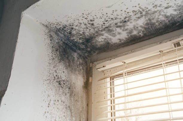 Affordable Commercial Mold Remediation solutions in Irvona, PA
